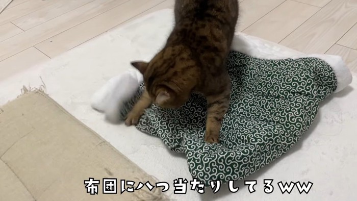 布団を攻撃する猫