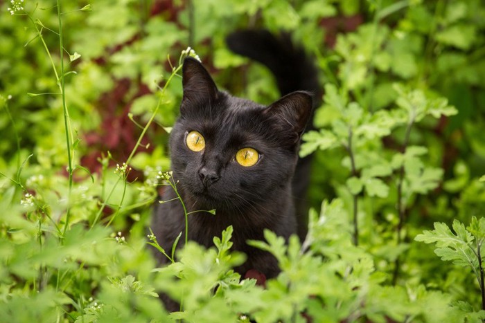 緑の中に居る黒猫