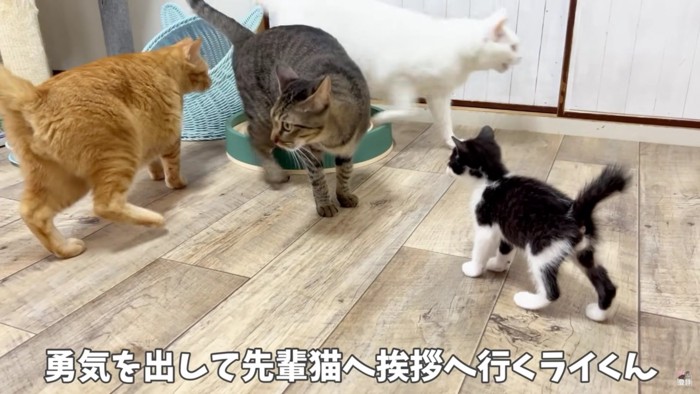 成猫2匹と子猫1匹