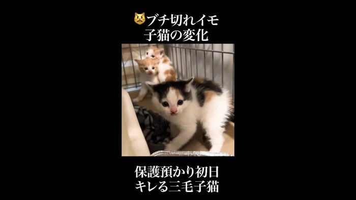 こちらを向いた姿
