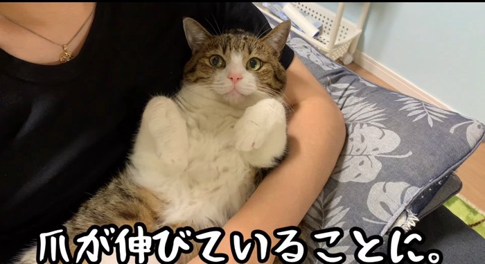 抱っこされる猫