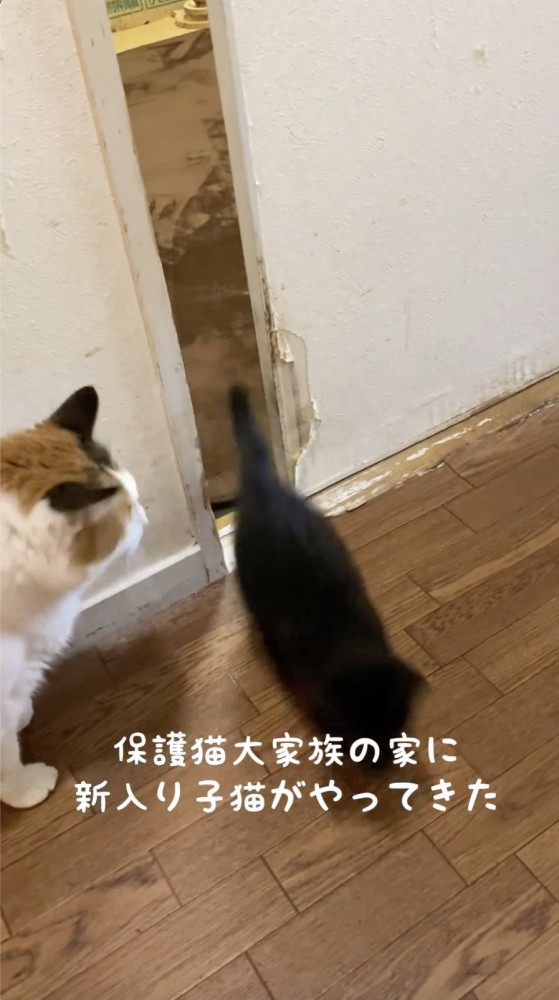 扉から出てくる猫