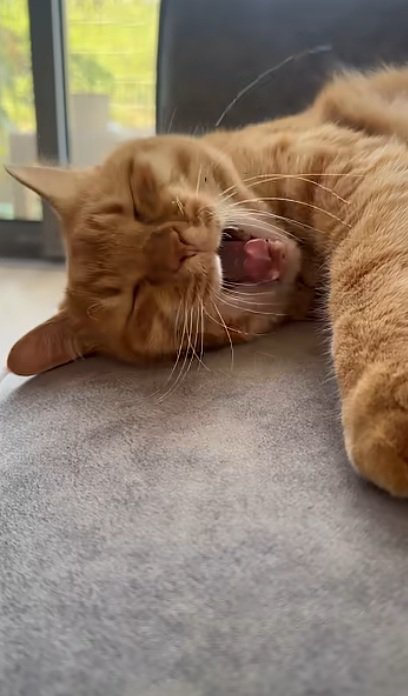 ソファーの上にいる猫と赤ちゃん