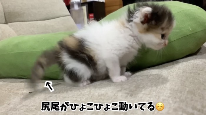 尻尾が動く子猫