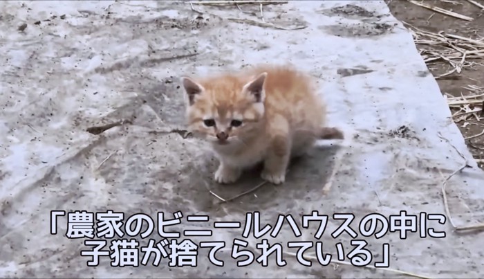 捨てられてしまった子猫は幼い