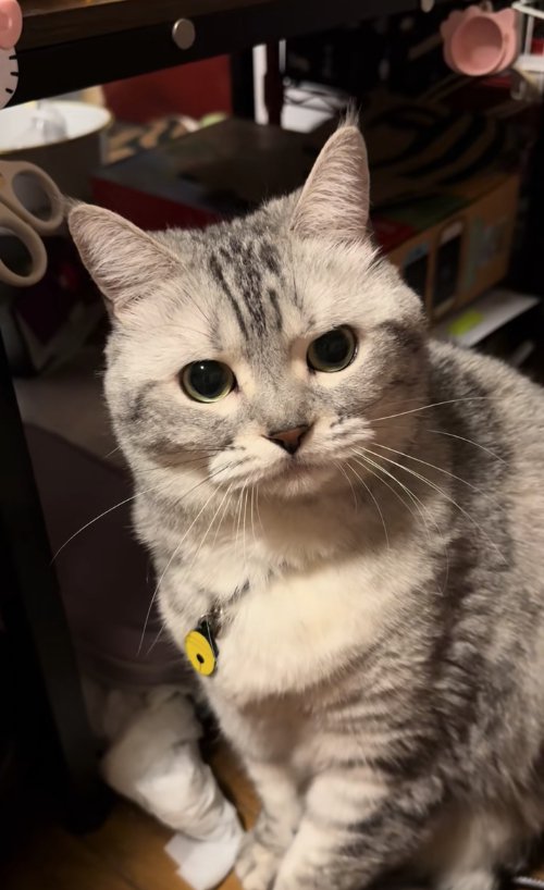 カメラの方に視線を向けている左前足を前に出してお座りをしている猫