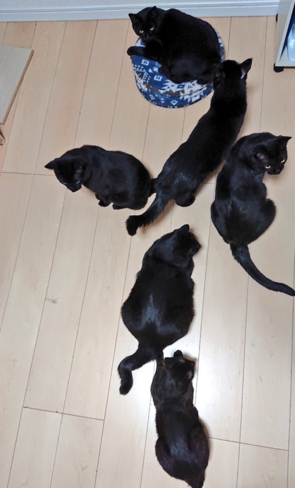黒猫行列