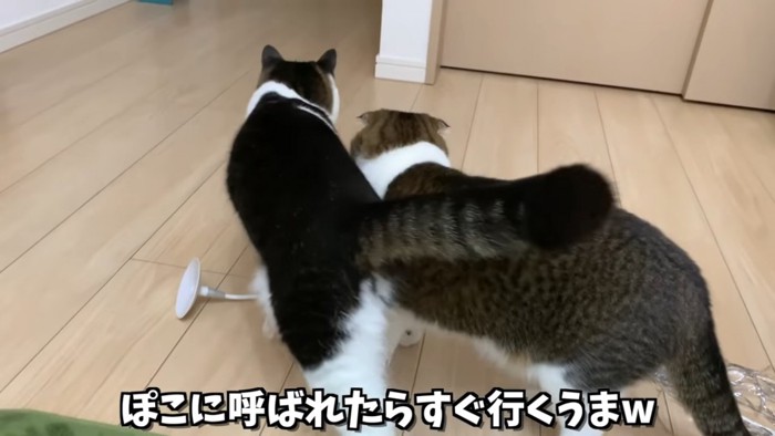 2匹の猫の後ろ姿