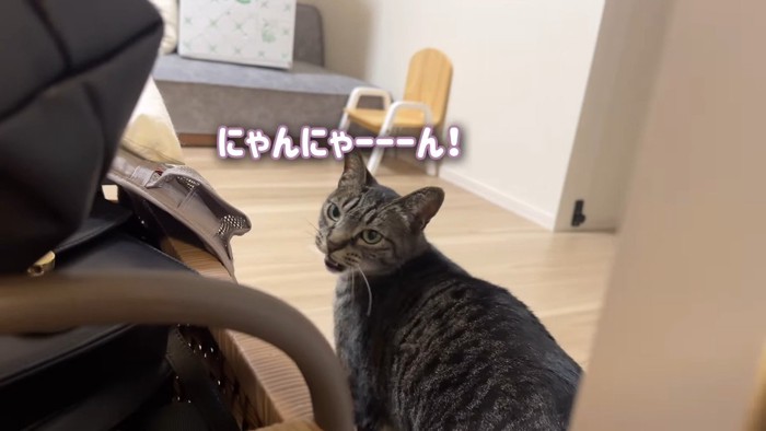 にゃんにゃーーーん！