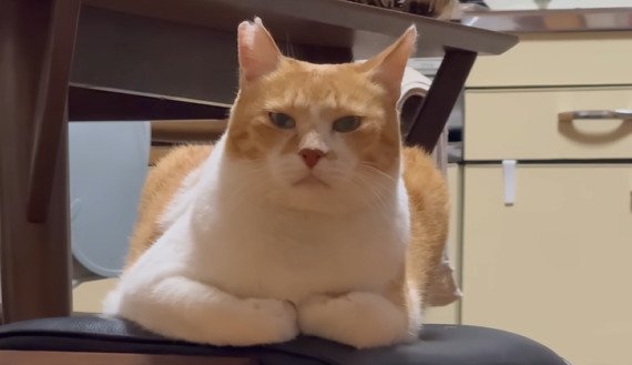 香箱座りするチャチャ君