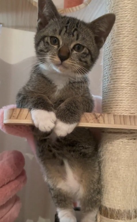 キャットタワーの穴にはまって座っている子猫