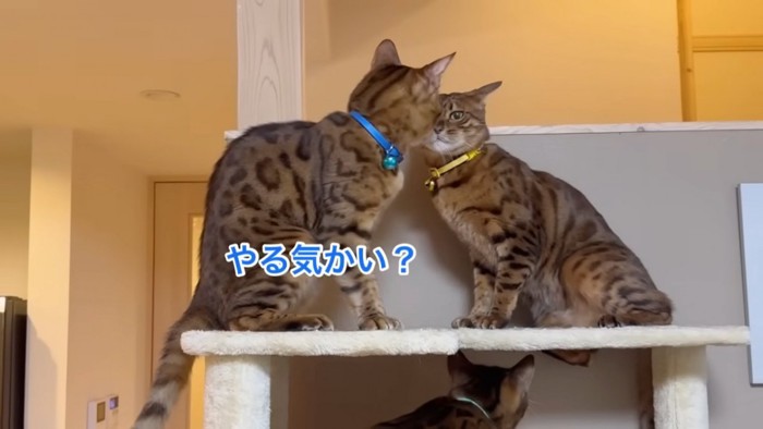 にらみ合う猫