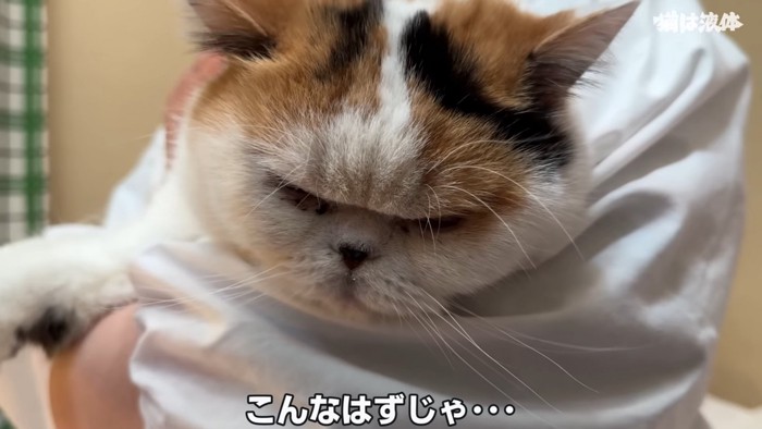 三毛猫の顔