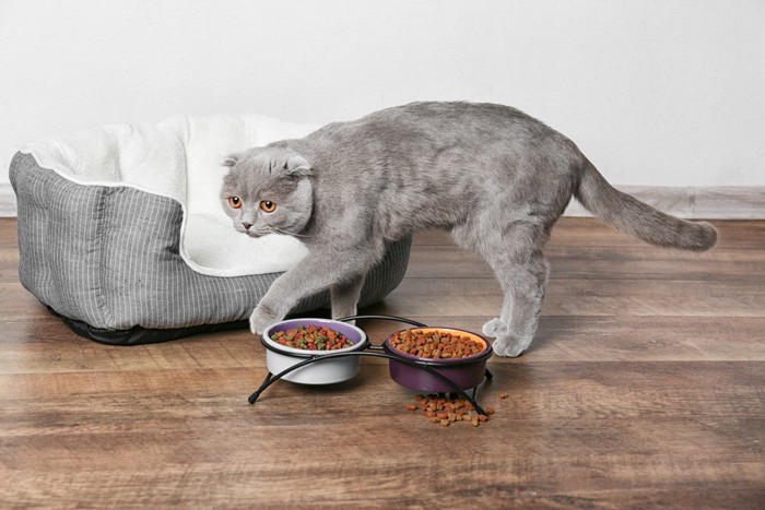 餌を食べたくない様子の猫