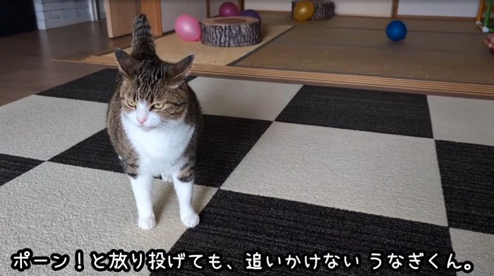 床の上の猫