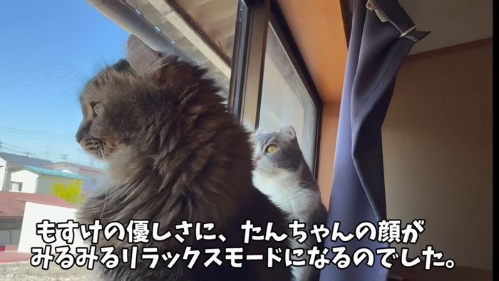 窓の外を眺める猫2匹