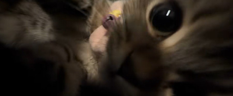 近づいてくる子猫