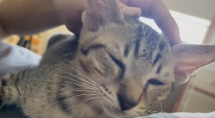 飼い主さんに撫でてもらってくつろぐキジトラ猫