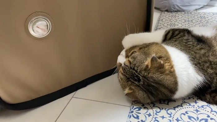 穴から見える猫の前足