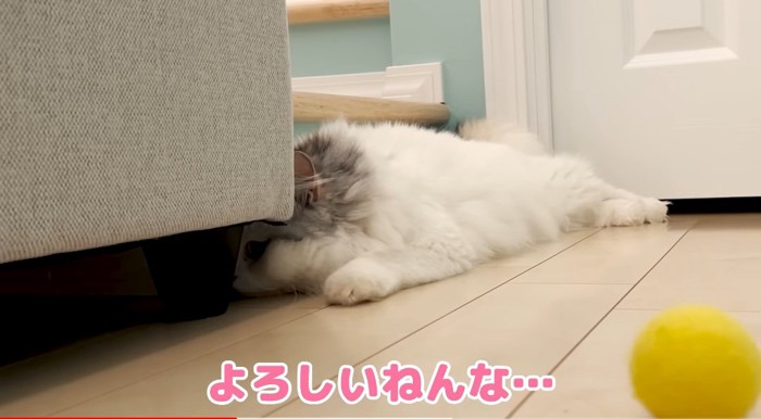 横たわる猫