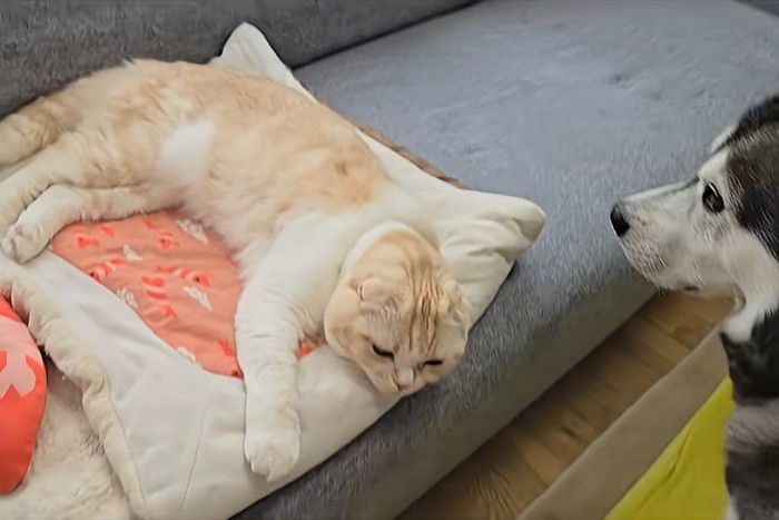 猫を見る犬