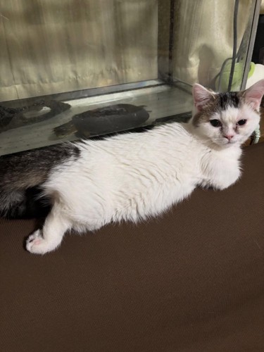 後ろに足を伸ばす子猫