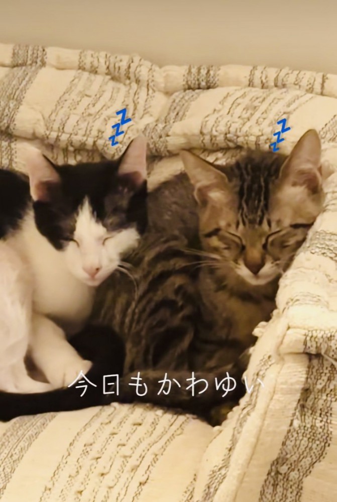 ソファでくっついて寝るキジトラ猫とハチワレ猫