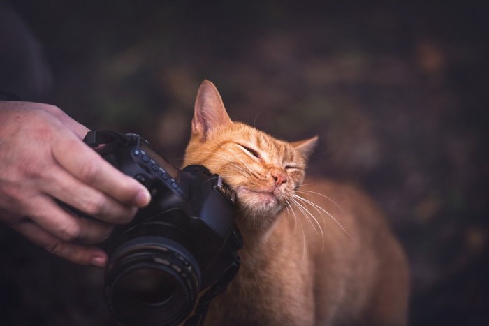 カメラにスリスリする猫