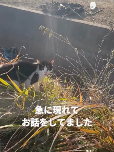 カメラ目線で鳴く猫