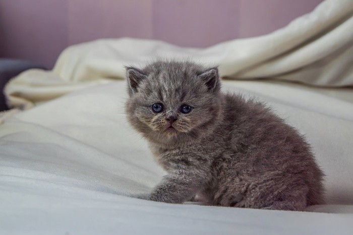 ベッグドの上のグレーのノルウェージャンフォレストキャットの子猫