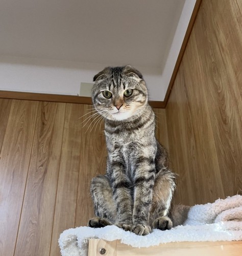 座っている猫