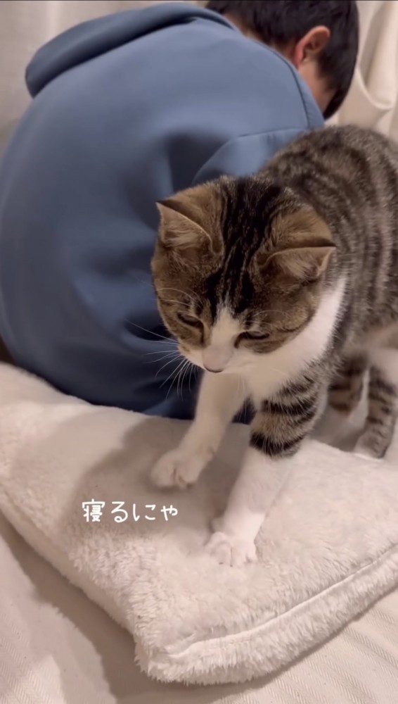 布団を踏む子猫