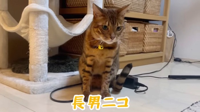 おすわりする猫