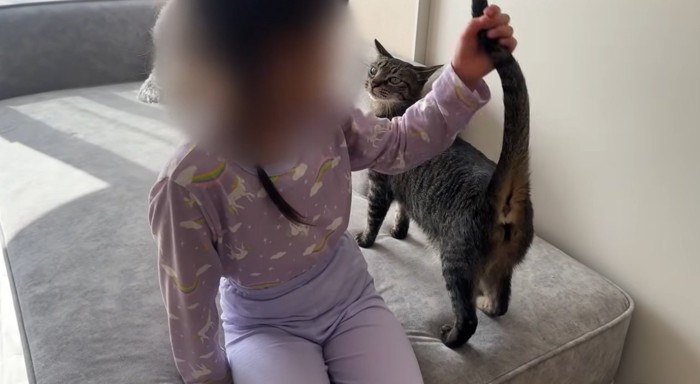 しっぽをさわられている猫
