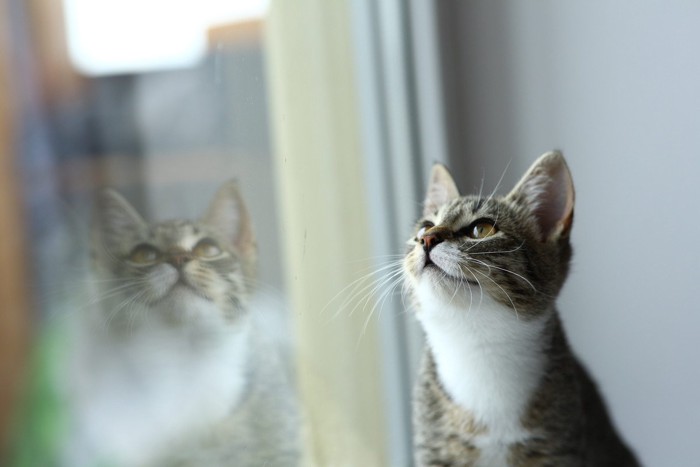 窓から外を眺める猫