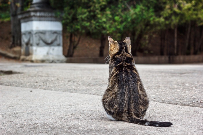 猫の後ろ姿