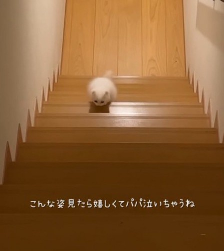 階段を登る子猫