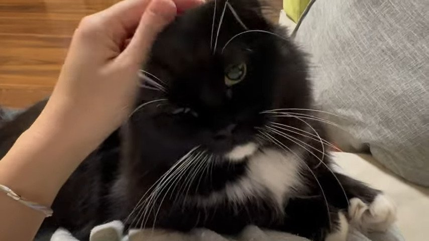 撫でられる黒猫