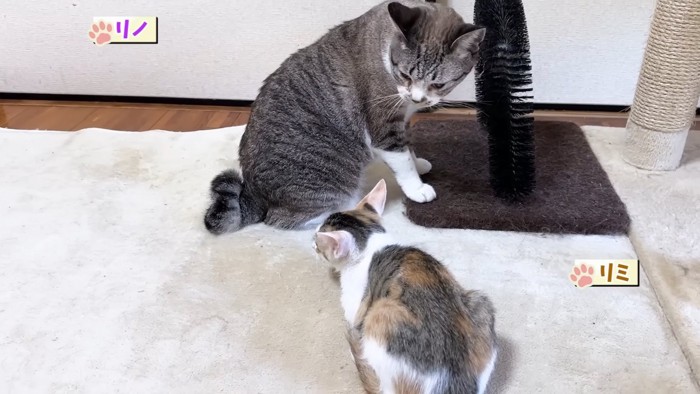 成猫の近くに座る子猫