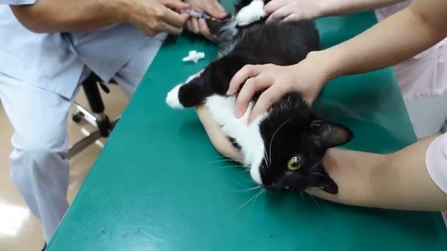 診察台で採血をされる猫