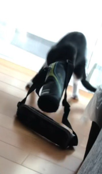 水筒ケースを被ったまま後ずさる猫