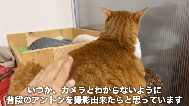 猫の背中