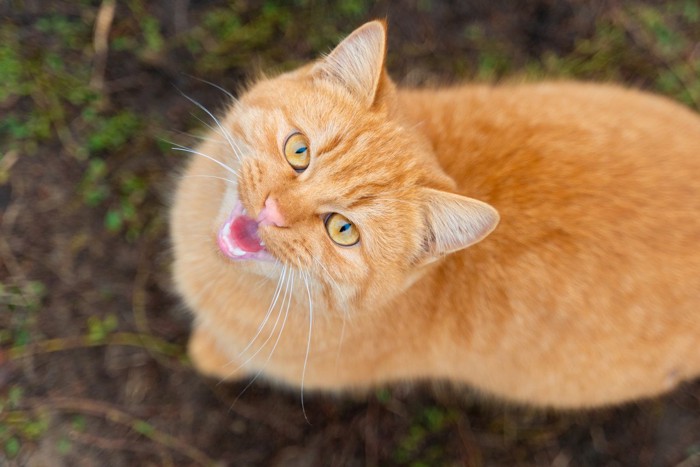 何かを訴える猫