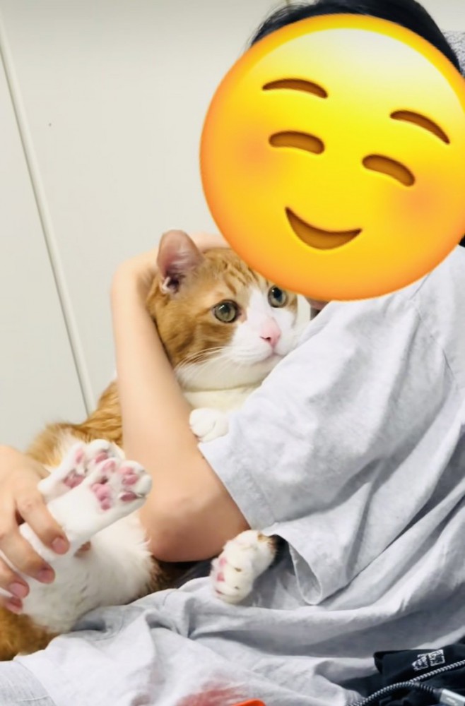 妹に抱っこされる茶白猫