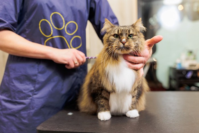 トリミングサロンの猫