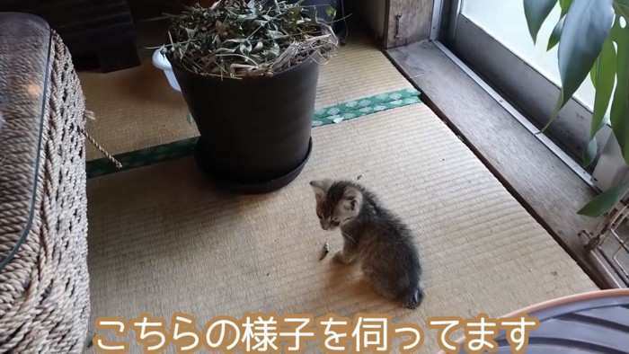 振り向いて様子を伺う子猫