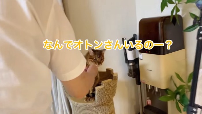 顎をなでられる猫