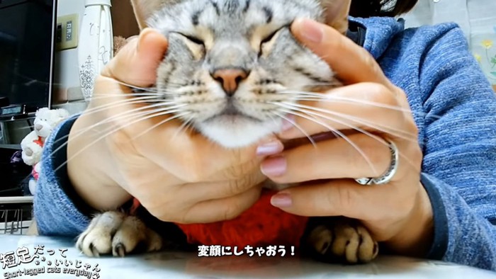 顔をなでられる猫