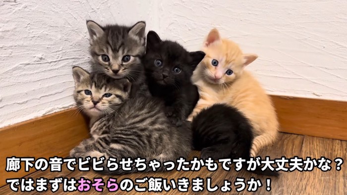 壁に体をくっつけるようにして重なり合う4匹の子猫