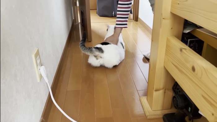 捕まった猫